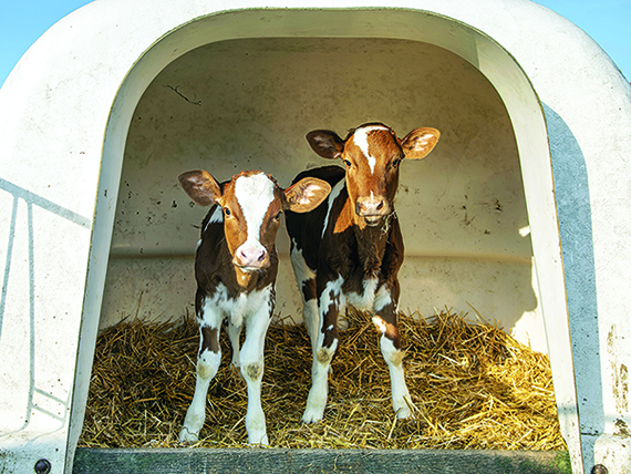 Calves in shelter.